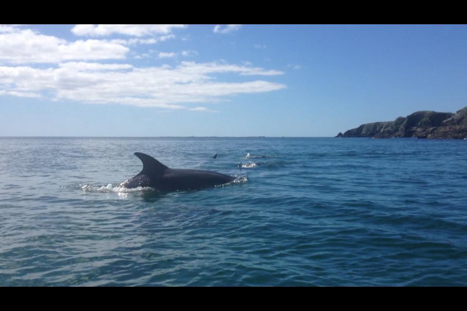 Dolphin Beach House Hotel คลิฟเดน ภายนอก รูปภาพ